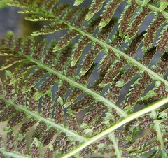 Athyrium angustum