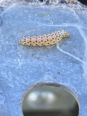 Pyrausta inornatalis