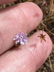 Lessingia leptoclada
