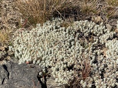 Ewartia nubigena