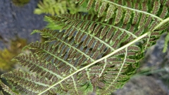 Athyrium angustum
