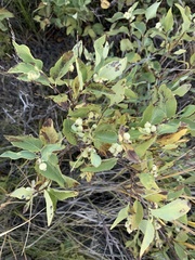 Symphoricarpos occidentalis