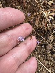 Lessingia leptoclada