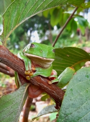 Agalychnis dacnicolor