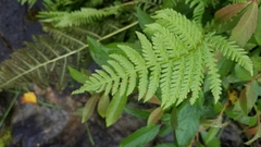 Athyrium angustum