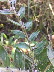 Lithospermum parviflorum