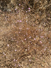 Lessingia leptoclada