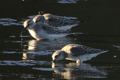 Calidris