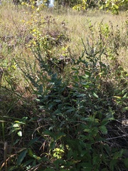 Lithospermum parviflorum