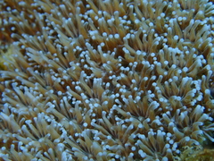 Galaxea fascicularis