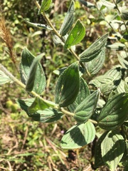 Lithospermum parviflorum