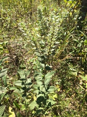 Lithospermum parviflorum