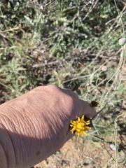 Thelesperma megapotamicum