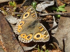 Junonia villida