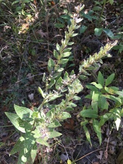 Lithospermum parviflorum