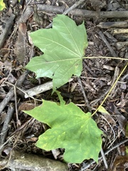 Acer platanoides