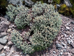 Gnaphaliothamnus lavandulifolius