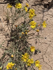 Xanthisma spinulosum