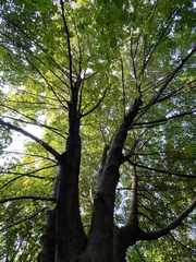 Acer platanoides