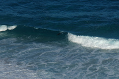 Arctocephalus pusillus pusillus