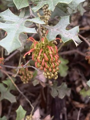 Grevillea dryophylla