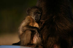 Papio ursinus ursinus