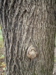 Acer platanoides