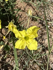 Oenothera hartwegii