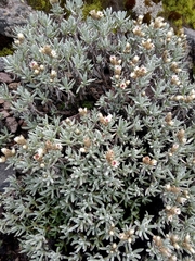 Gnaphaliothamnus lavandulifolius