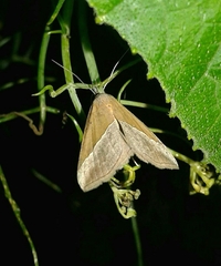 Hypena lividalis