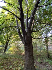 Acer platanoides