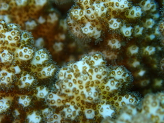 Pocillopora