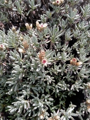 Gnaphaliothamnus lavandulifolius