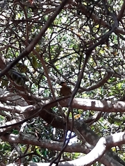 Colaptes melanochloros