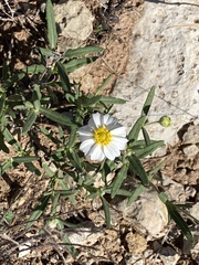 Melampodium leucanthum