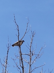 Buteo swainsoni