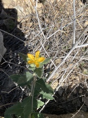 Mentzelia oligosperma