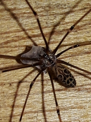 Smeringopus pallidus