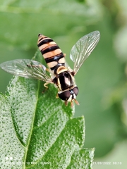 Ischiodon scutellaris