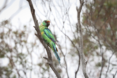 Barnardius zonarius barnardi