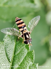 Ischiodon scutellaris