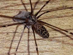 Smeringopus pallidus