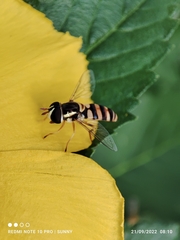 Ischiodon scutellaris