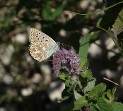 Polyommatus corydonius
