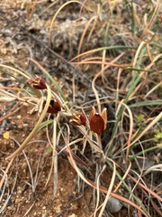 Calochortus