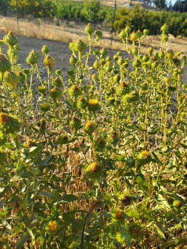 Image of Grindelia nana by (c) Jeff,Michaela Warneking, some rights reserved (CC BY)