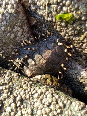 Acanthopleura echinata