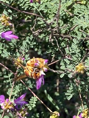 Euodynerus annulatus