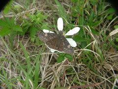 Erynnis funeralis