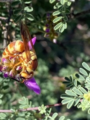 Euodynerus annulatus